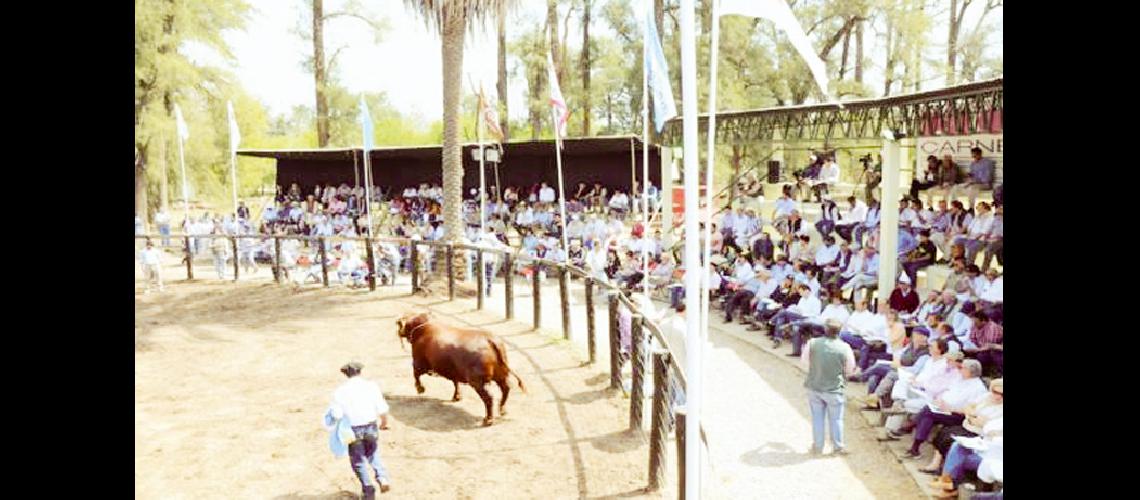  Promueven exposicioacuten ganadera  internacional en la region NOA
