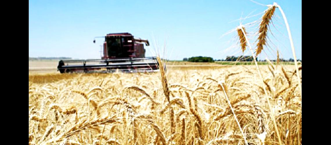  Lluvias en el NOA permitieron  mejorar las condiciones del trigo 