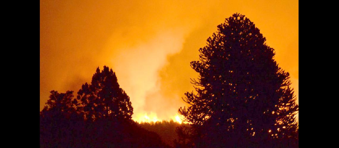  #145El bosque encendido#146 exposicioacuten de OIga Autonno