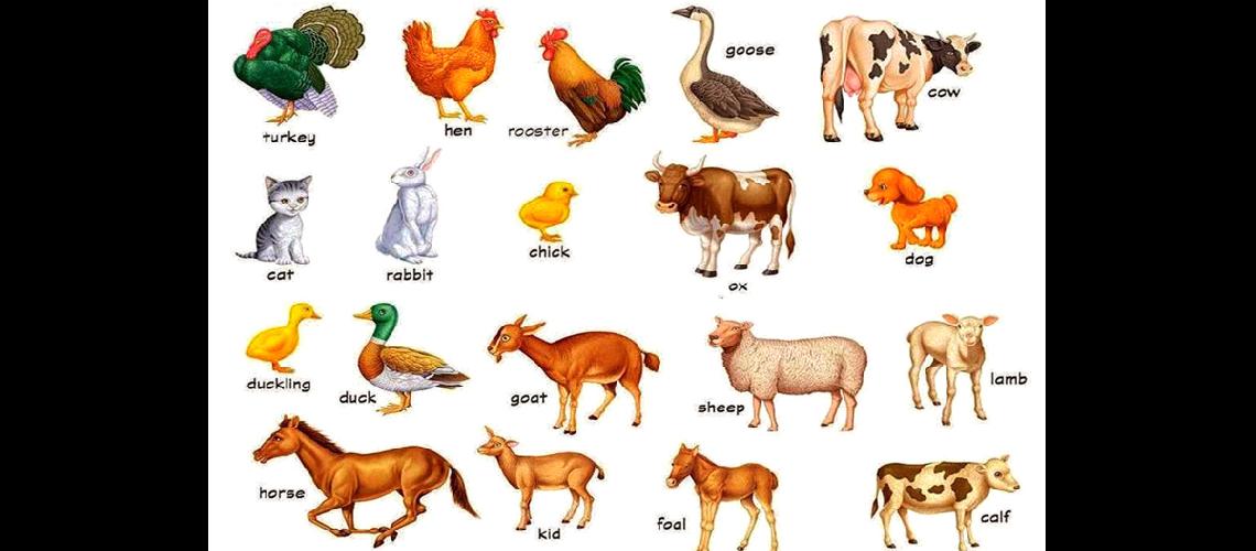 Aprendemos los nombres de los animales en ingleacutes