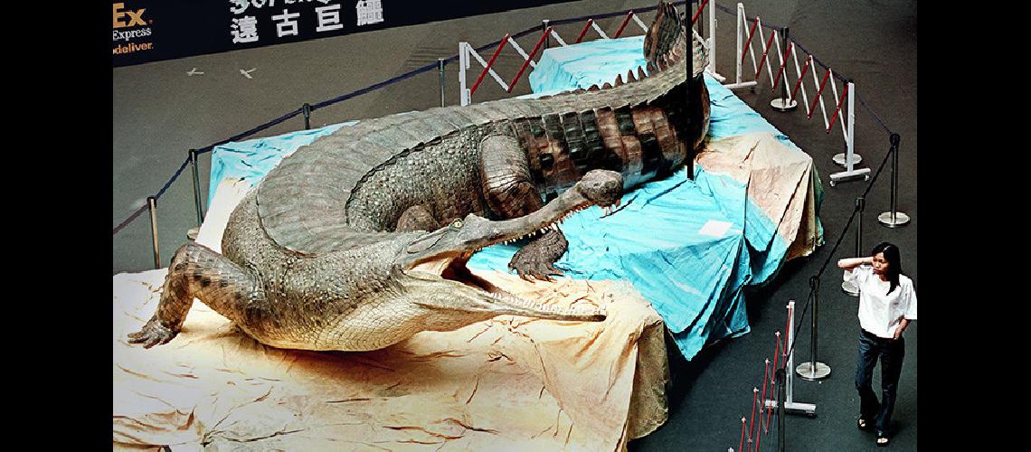 Hallan foacutesiles de un cocodrilo  de una longitud de 10 metros 
