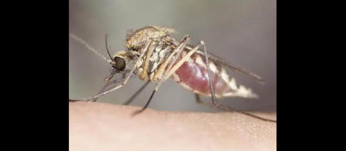 Zica- un nuevo virus que  amenaza a Ameacuterica 