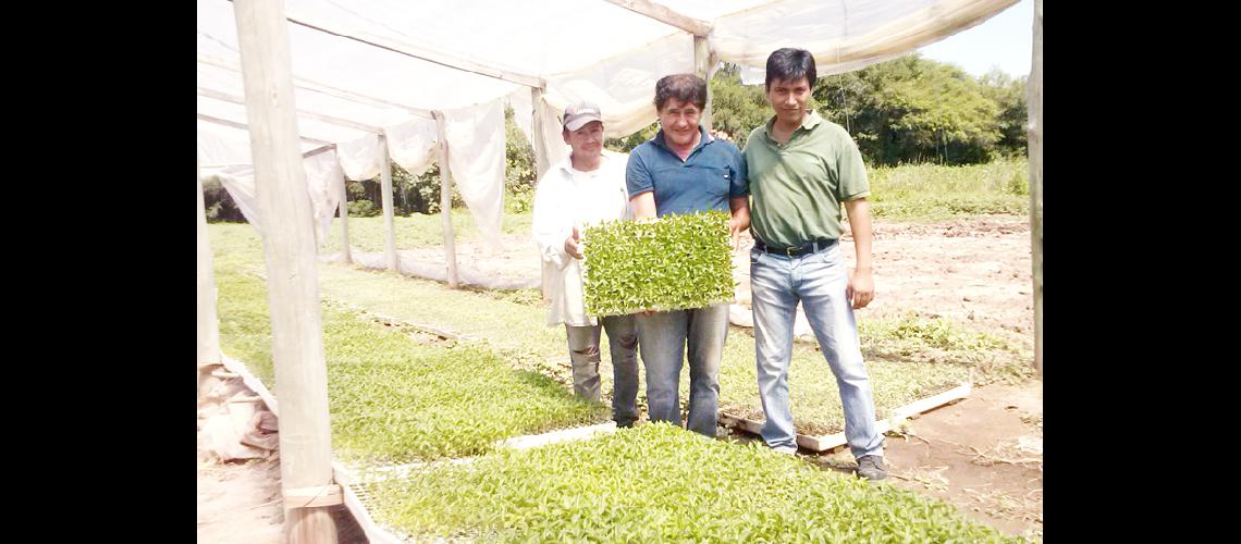 Plantines hortiacutecolas bajo  condiciones controladas 