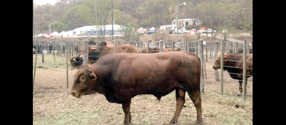 La Rural busca mejorar las condiciones de la ganaderiacutea en Jujuy