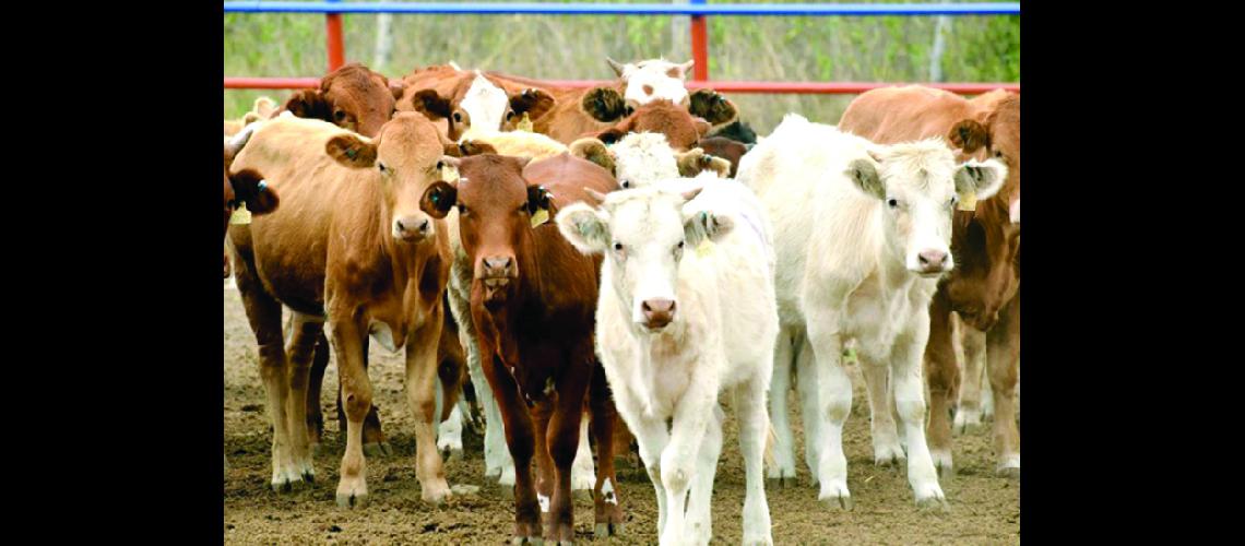 Apuntan al crecimiento sustentable  de la produccioacuten ganadera en Tiraxi