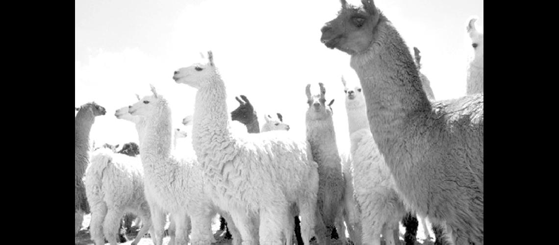 La produccioacuten de un tesoro del altiplano