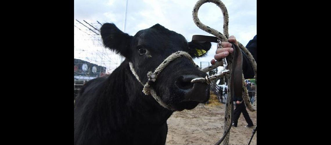 Ingresoacute el primer  animal a La Rural 