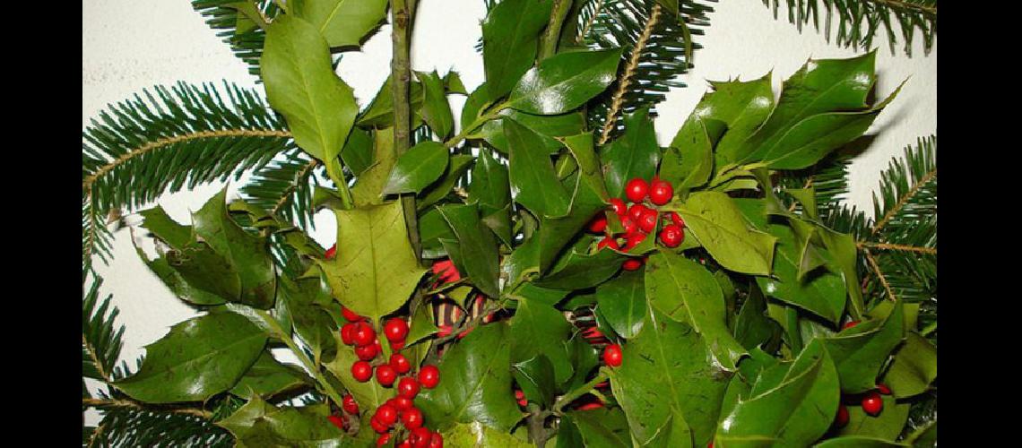 Plantas tiacutepicas para  decorar en Navidad