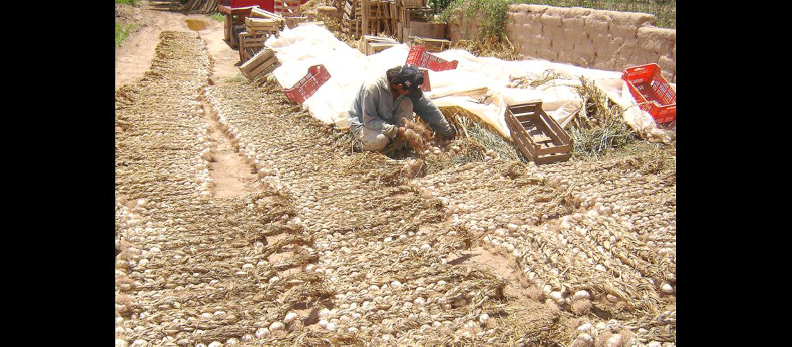Ampliacutean la oferta varietal  de ajo en la provincia