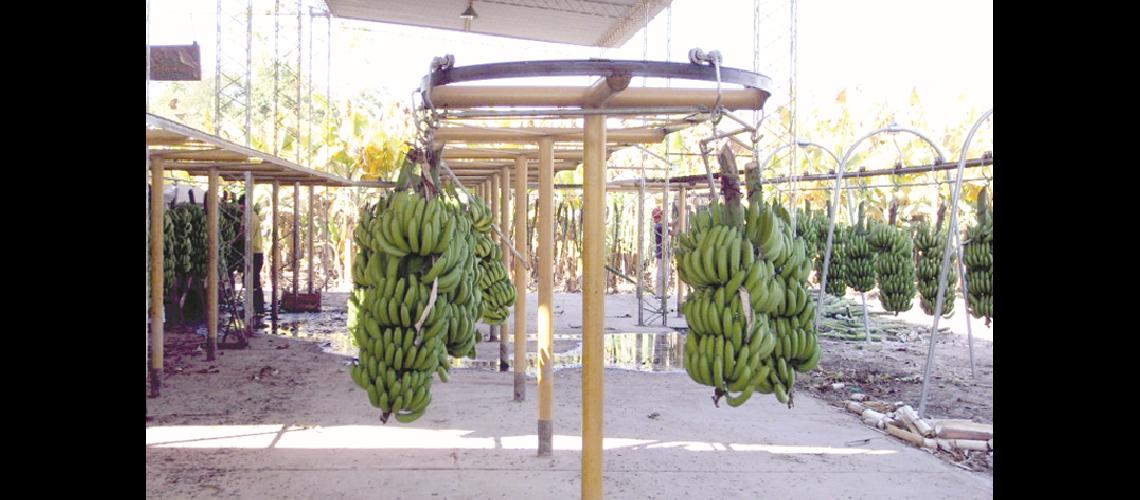 Produccioacuten de bananas en crisis