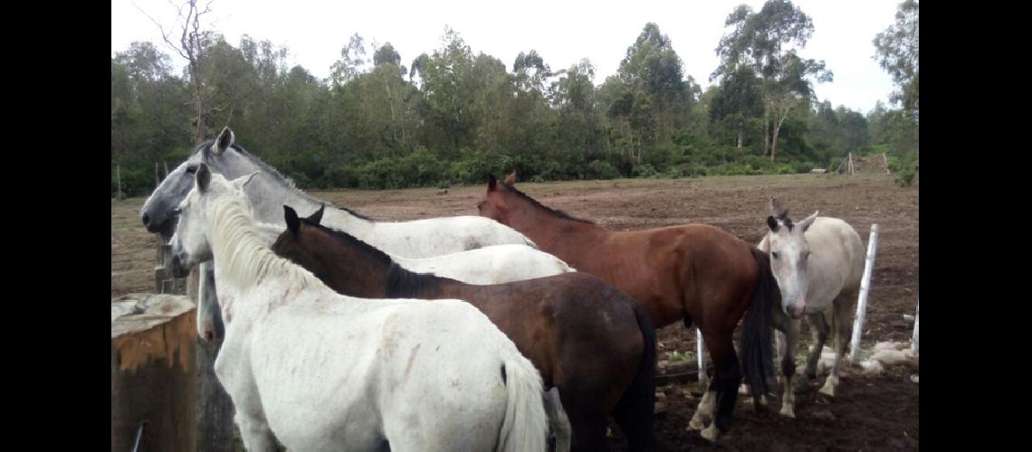 Sacaron de circulacioacuten a once equinos y una criacutea