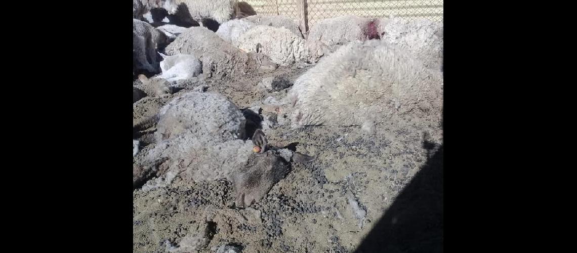 Investigan la matanza de  corderos en Abra Pampa