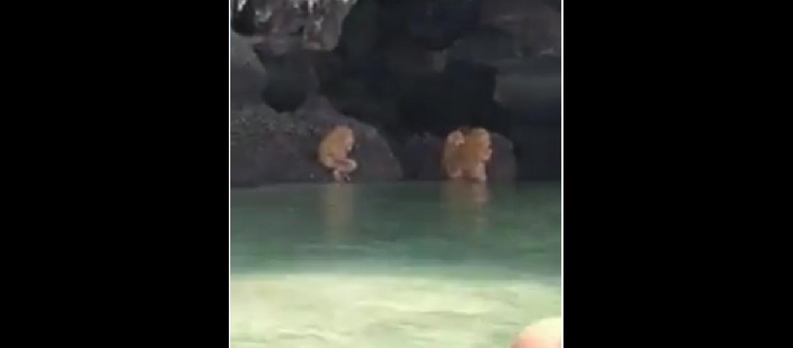 Extrantildeas criaturas en islas paradisiacas