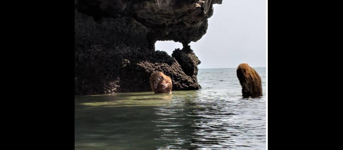 Extrantildeas criaturas en islas paradisiacas