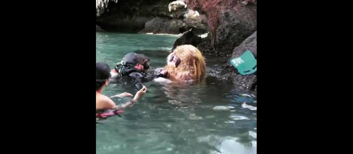 Extrantildeas criaturas en islas paradisiacas
