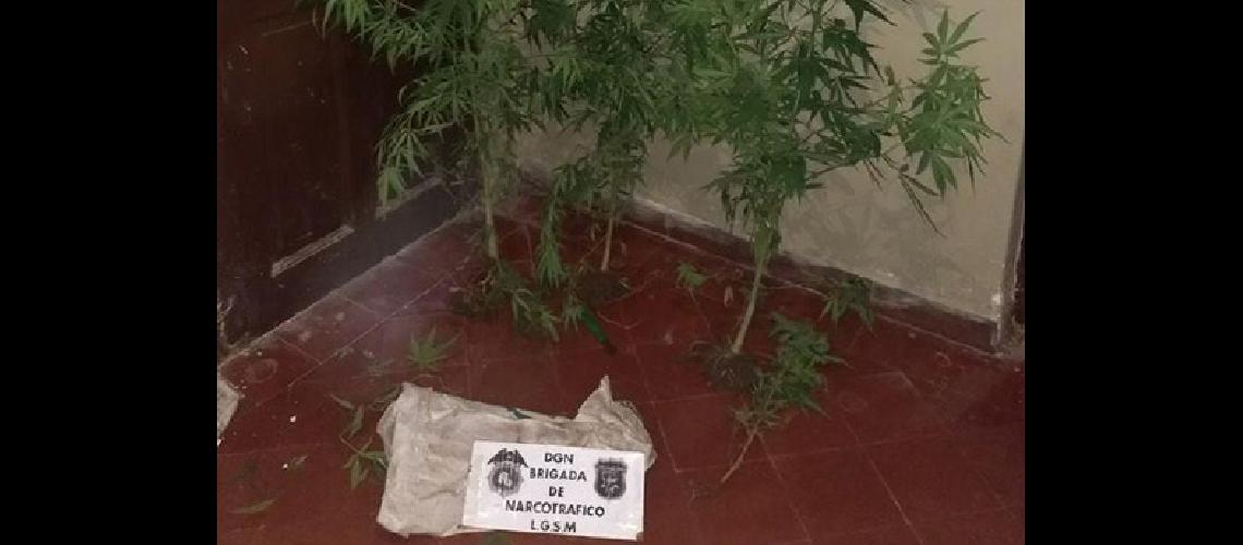En Calilegua secuestran plantas de marihuana en una vivienda