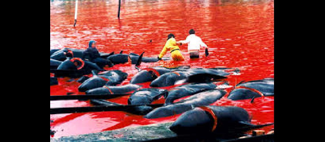Japoacuten retomaraacute  oficialmente la caza  comercial de ballenas