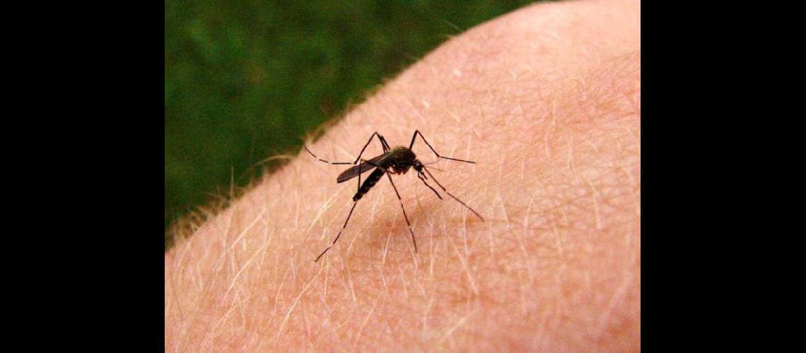Paraguay en alerta  sanitaria por el dengue