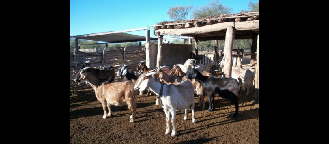 Festival del queso y la cabra en Chorrillos