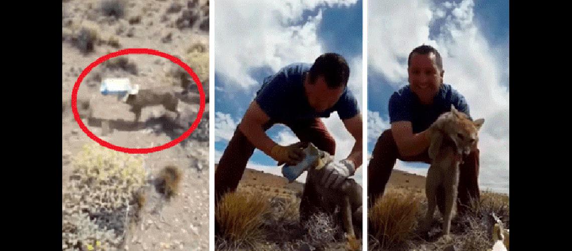 Un ciudadano chileno salvoacute a un zorro patagoacutenico