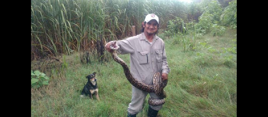 Sorpresa en Palo Blanco- aparecioacute una inofensiva lampalagua de tres metros