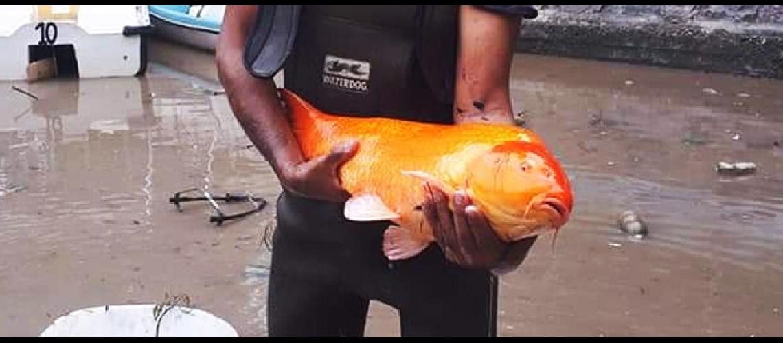 Pusieron a salvo a 25 peces koi del Lago Popeye