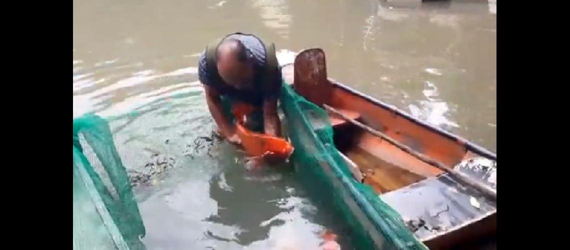 Los peces Koi volvieron al Lago Popeye