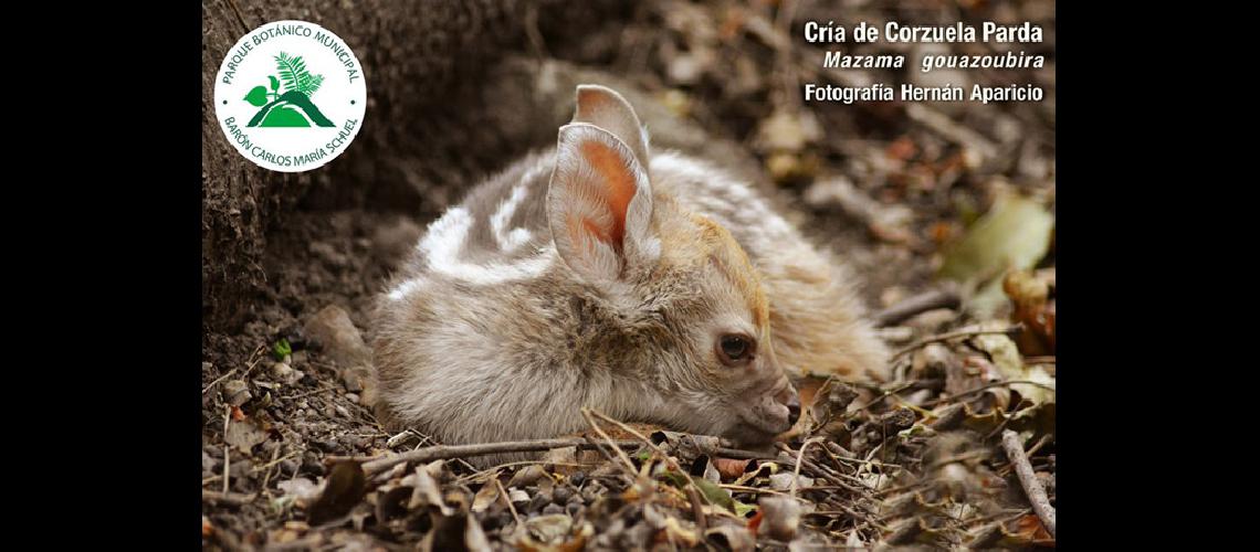 El Parque Botaacutenico tiene nuevo integrante- una corzuela bebe