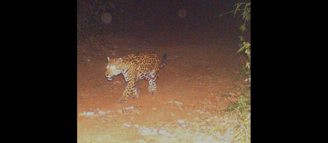 Avistan a una criacutea de yaguareteacute