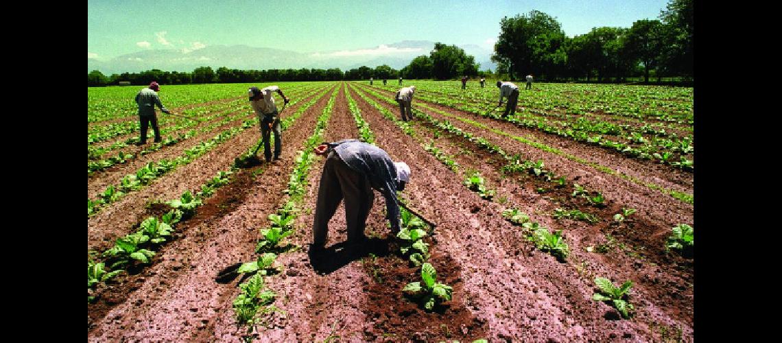 Tabacaleros de Jujuy y Salta reclamaron ante la Corte Suprema