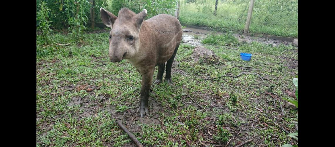 Intensa es la labor que el CAFAJu realiza con la fauna nativa