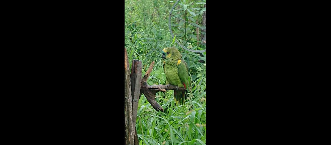 Intensa es la labor que el CAFAJu realiza con la fauna nativa