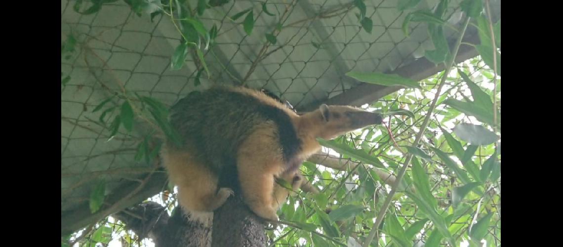 Intensa es la labor que el CAFAJu realiza con la fauna nativa