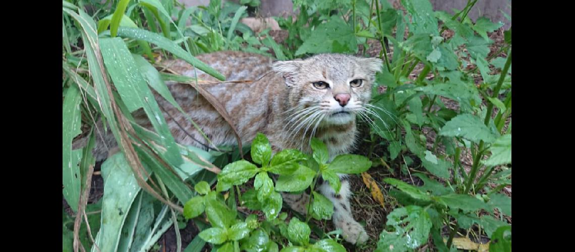 Intensa es la labor que el CAFAJu realiza con la fauna nativa