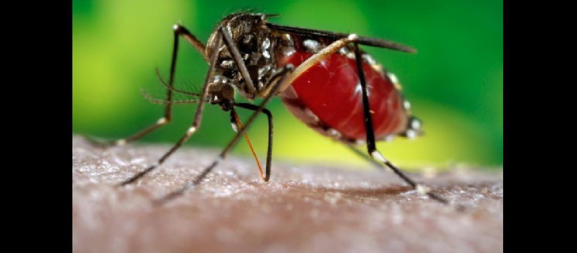 Suman 6 los casos de dengue