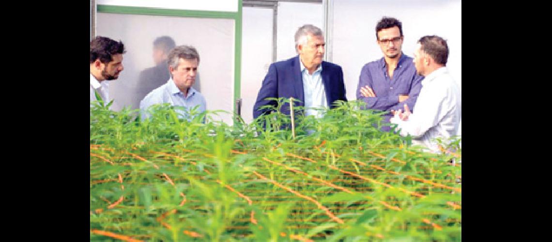 Este antildeo la Provincia fabricaraacute aceite de cannabis medicinal