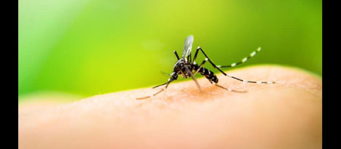 Instan a tomar recaudos ante el aumento de casos de dengue