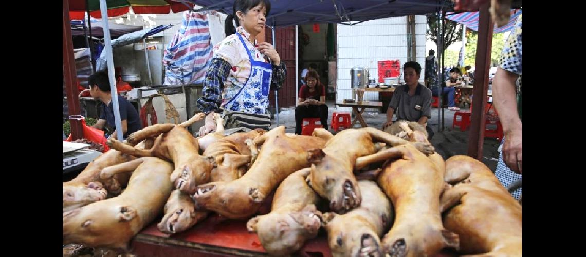 La ciudad china de Shenzhen  prohiacutebe comer perros y gatos