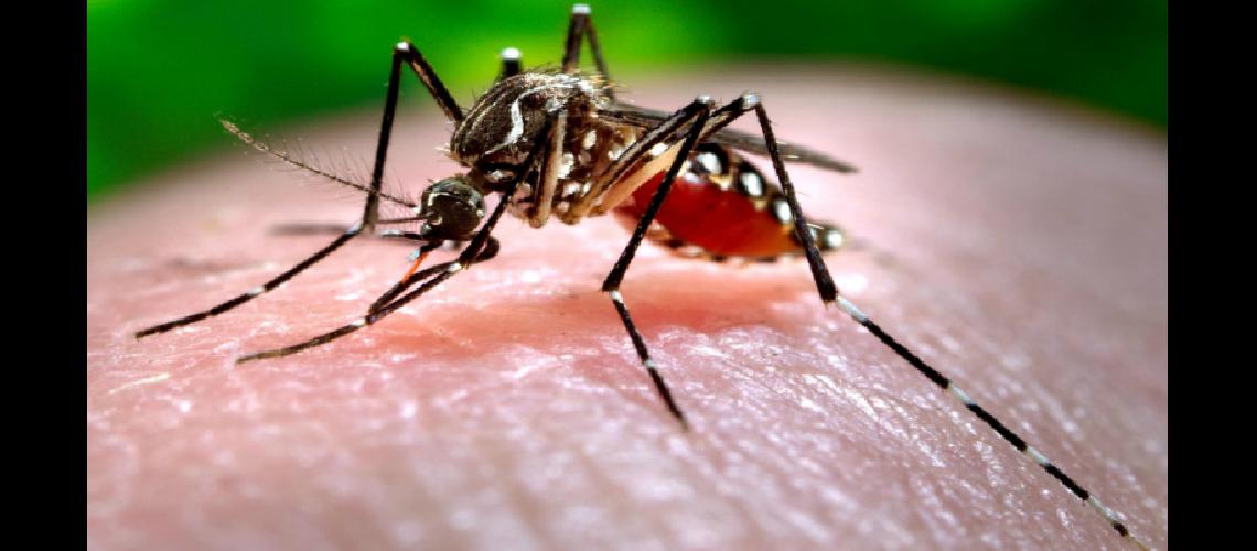 Reiteraron recomendaciones para prevenir el dengue