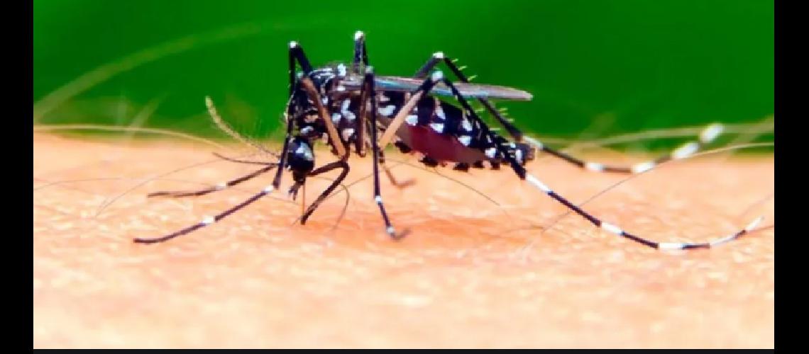 Jujuy entre los distritos con maacutes casos de dengue