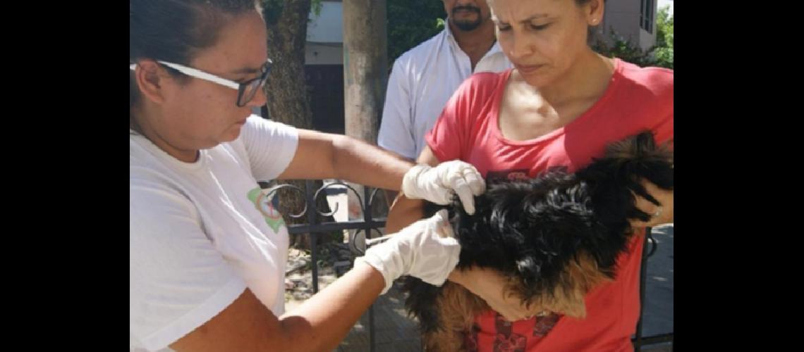 Campantildea de vacunacioacuten antirraacutebica gratuita