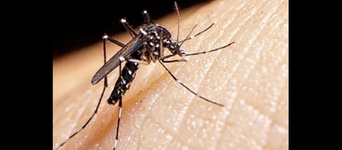 Evaluacutean nuevas estrategias para continuar con la lucha contra el dengue