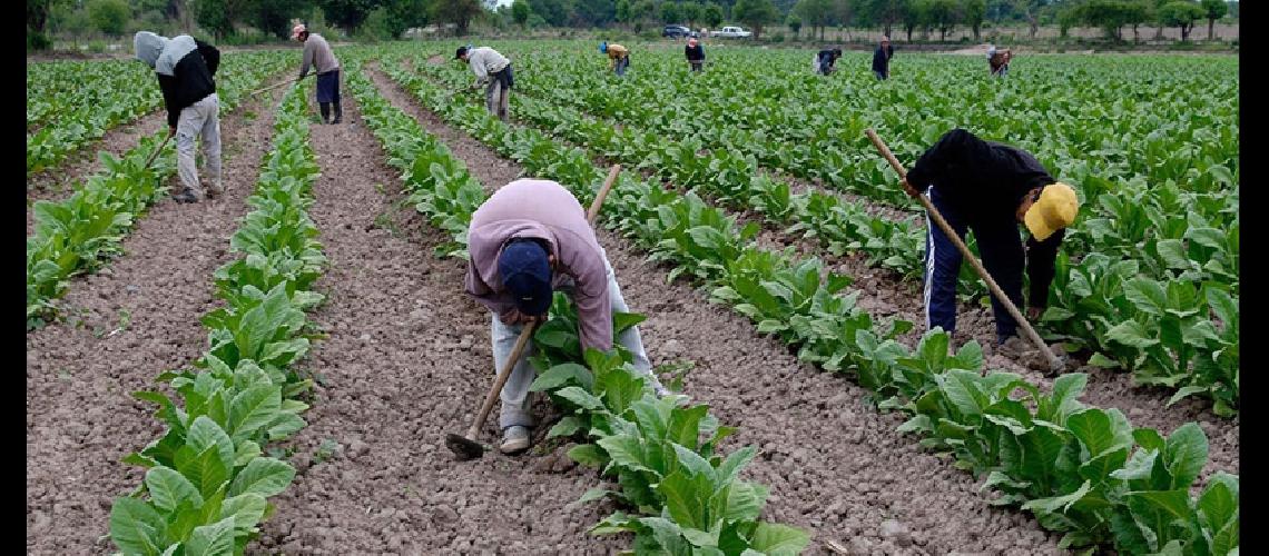 Tras consenso aumenta 46-en-porciento- el precio del tabaco