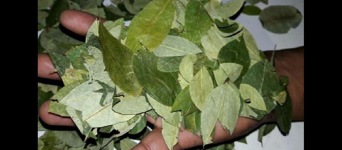 Habilitan pagina web para recibir gratis 50 gramos de hojas de coca