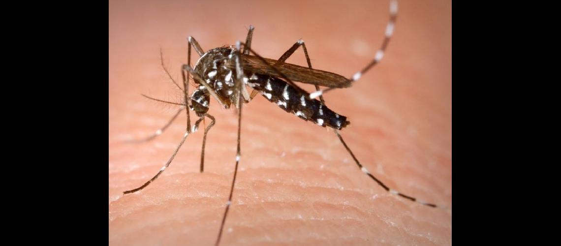 Llegan a 4901 los casos de dengue y San Pedro encabeza con 2743