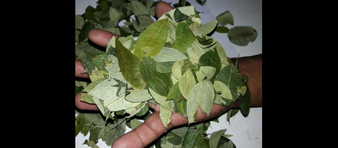 Multas por traacutefico de hojas de coca
