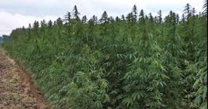 Cultivos de Cannabis