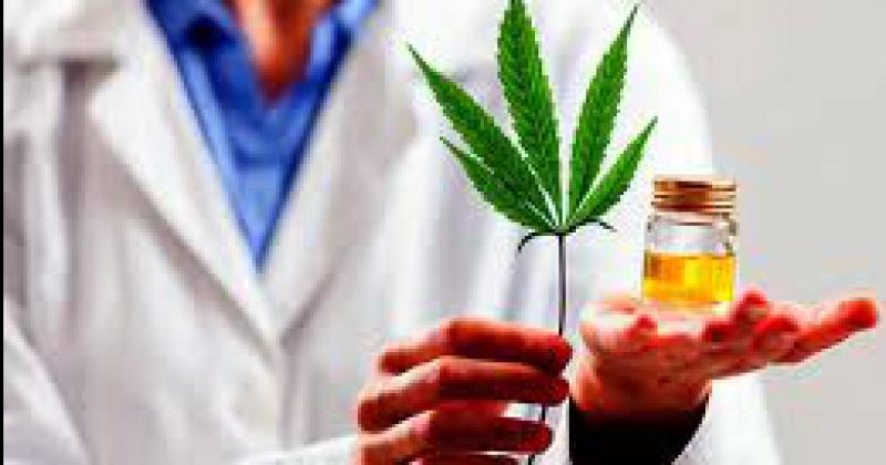 Produccioacuten de derivados medicinales de cannabis