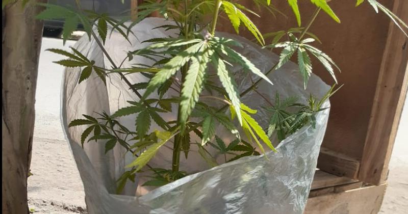 Incautan planta de marihuana y detienen al supuesto vendedor