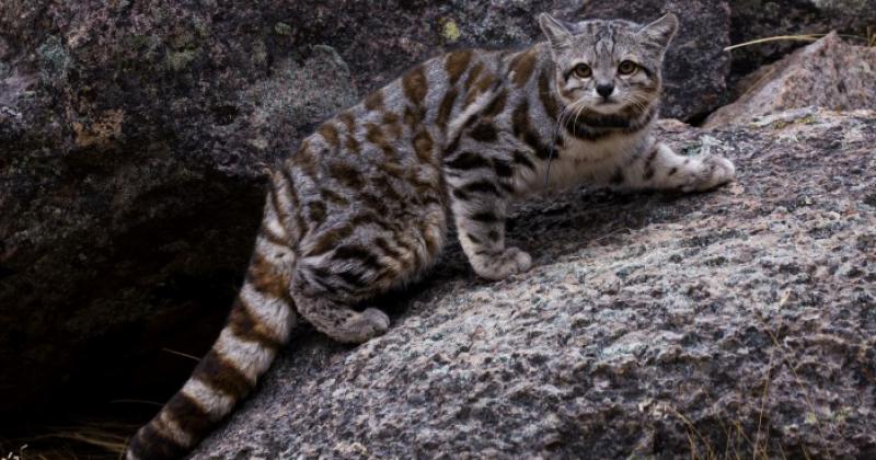 El gato andino seraacute declarado Monumento Natural Provincial